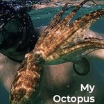 我的章魚老師