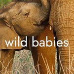 野生動物寶寶 第一季
